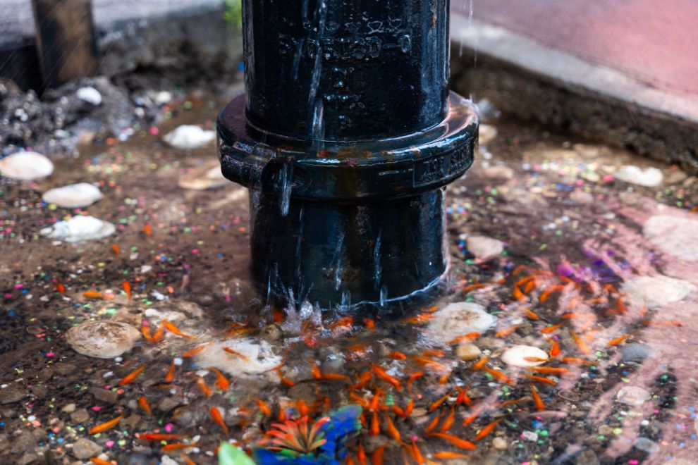 NEW YORK, NEW YORK—AUGUST 13: Goldfish swim in a puddle under a leaking fire hydrant on August 13, 2024, in the Brooklyn borough of New York City. Called the "Bed-Stuy Goldfish Pond," the sidewalk puddle has acquired over 30 goldfish after someone keeps dumping the fish in the water. The little pond has become an attraction in the neighborhood, with dozens of people stopping by to look and area children feeding the fish. Supporters want the puddle made permanent and have launched a GoFundMe campaign to help fund it.